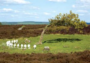 Ivan Smith, Fanny; Site-specific installation, Sandarbh Residency, 2009. Image Courtesy: Sandarbh.